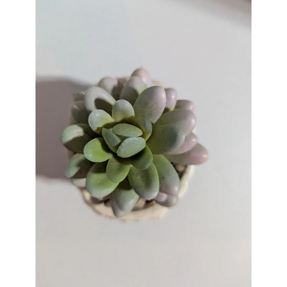 The Golden Girls Sophia Face Mini Ceramic Planter With Faux Succulent | 3 Inches